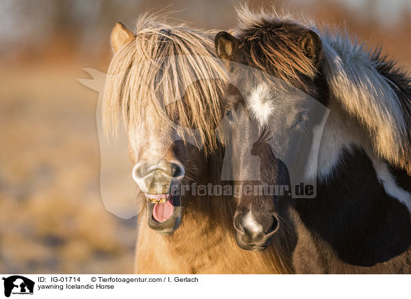 g�hnender Isl�nder / yawning Icelandic Horse / IG-01714