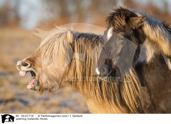 ghnender Islnder / yawning Icelandic Horse / IG-01716