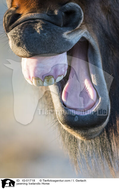 yawning Icelandic Horse / IG-01718