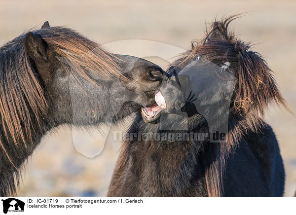 Islnder Portrait / Icelandic Horses portrait / IG-01719