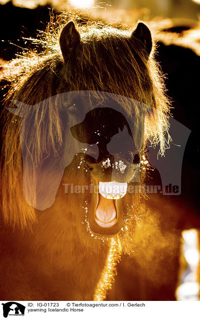 ghnender Islnder / yawning Icelandic Horse / IG-01723