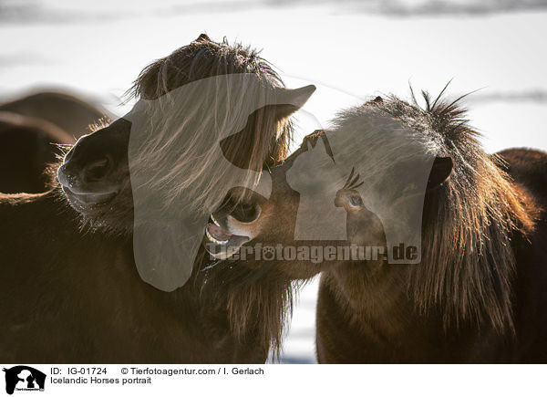 Islnder Portrait / Icelandic Horses portrait / IG-01724