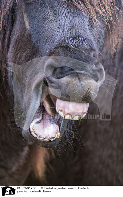 yawning Icelandic Horse / IG-01730