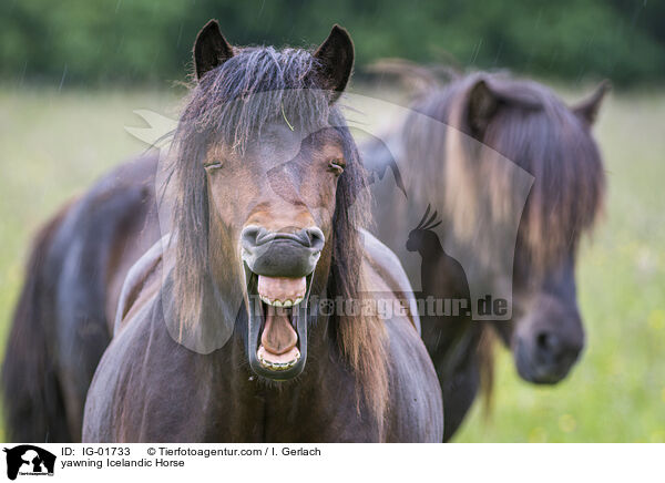 yawning Icelandic Horse / IG-01733