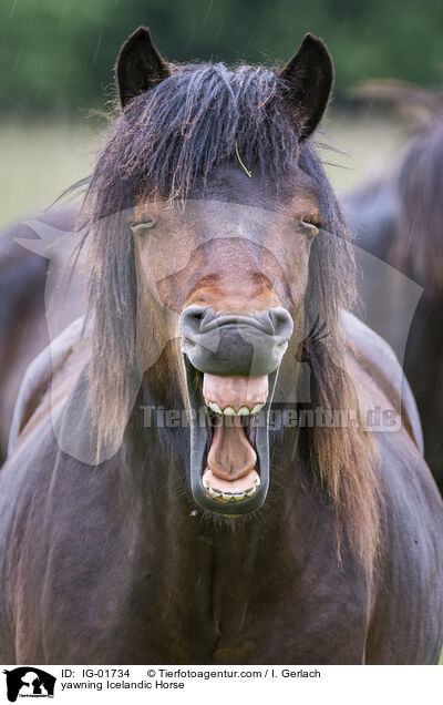 yawning Icelandic Horse / IG-01734