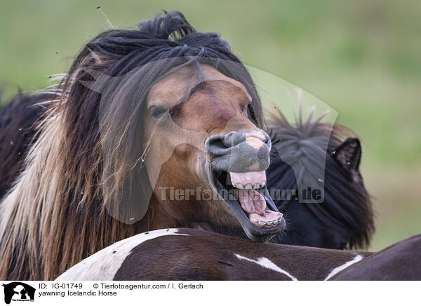 yawning Icelandic Horse / IG-01749