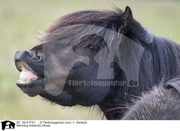 flehming Icelandic Horse / IG-01751