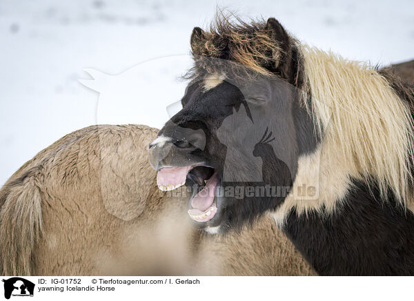 yawning Icelandic Horse / IG-01752