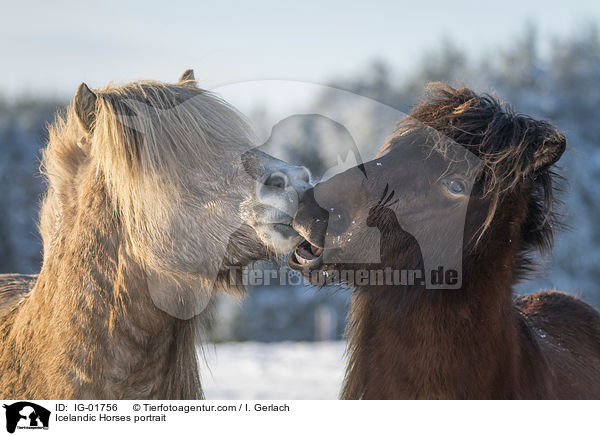 Islnder Portrait / Icelandic Horses portrait / IG-01756