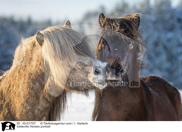 Islnder Portrait / Icelandic Horses portrait / IG-01757