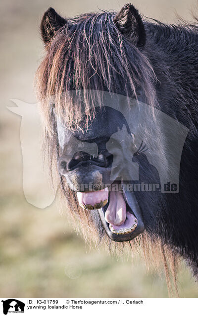 yawning Icelandic Horse / IG-01759