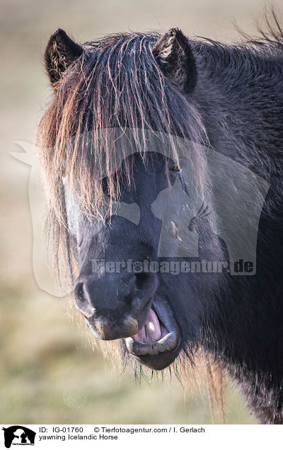 ghnender Islnder / yawning Icelandic Horse / IG-01760