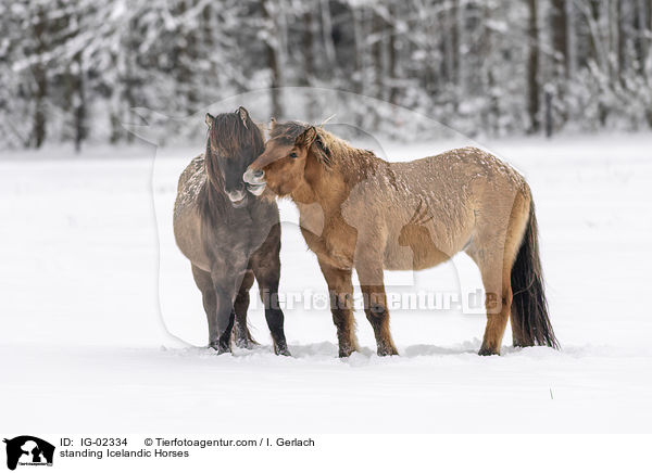 stehende Islnder / standing Icelandic Horses / IG-02334