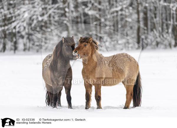 stehende Islnder / standing Icelandic Horses / IG-02336