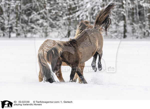 spielende Islnder / playing Icelandic Horses / IG-02339