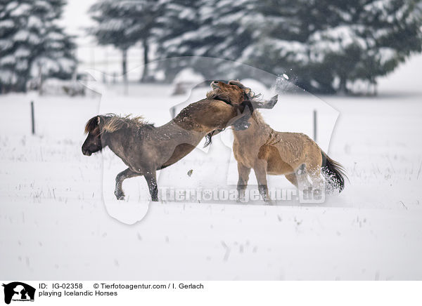 spielende Islnder / playing Icelandic Horses / IG-02358