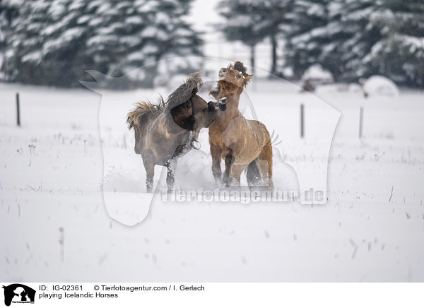 spielende Islnder / playing Icelandic Horses / IG-02361