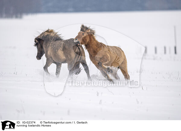 running Icelandic Horses / IG-02374