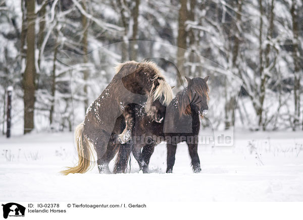 Islnder / Icelandic Horses / IG-02378