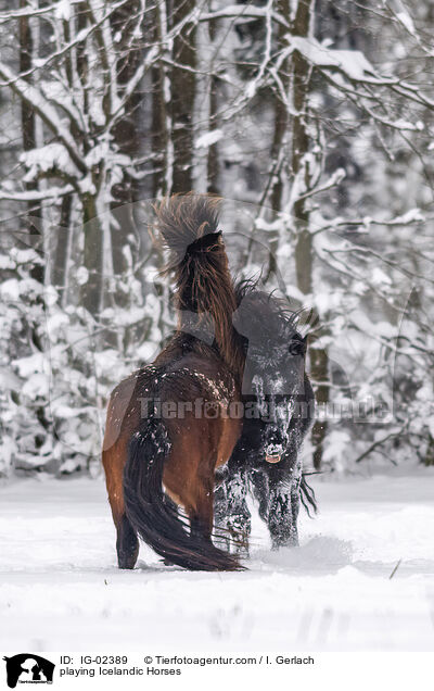 spielende Islnder / playing Icelandic Horses / IG-02389