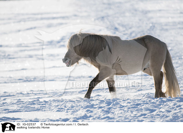 laufender Islnder / walking Icelandic Horse / IG-02537