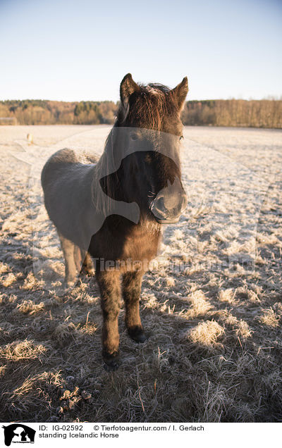 stehender Islnder / standing Icelandic Horse / IG-02592