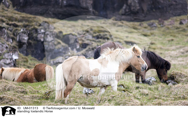 stehende Islnder / standing Icelandic Horse / UM-01313