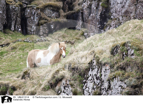 Icelandic Horse / UM-01314