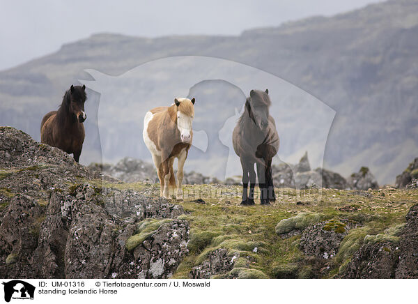 standing Icelandic Horse / UM-01316