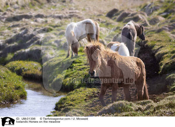 Islnder auf der Wiese / Icelandic Horses on the meadow / UM-01396