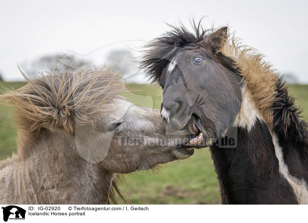 Islnder Portrait / Icelandic Horses portrait / IG-02920