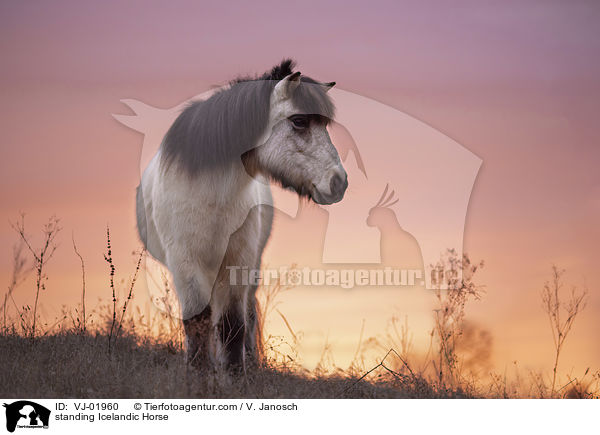 stehender Islnder / standing Icelandic Horse / VJ-01960