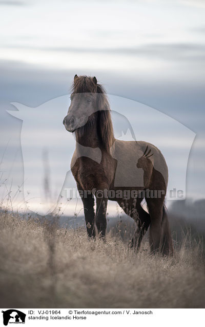 stehender Islnder / standing Icelandic Horse / VJ-01964