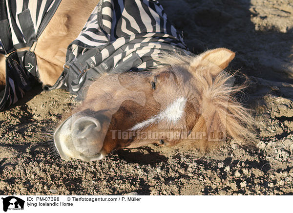 liegender Islnder / lying Icelandic Horse / PM-07398