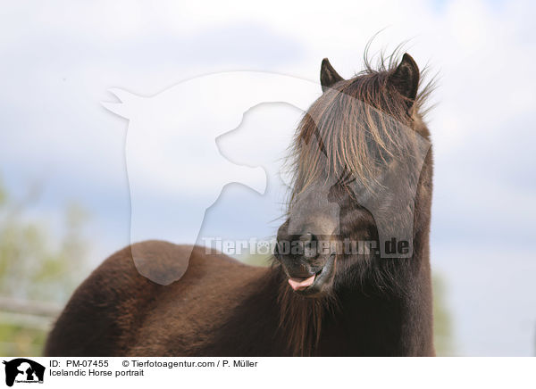 Isl�nder Portrait / Icelandic Horse portrait / PM-07455