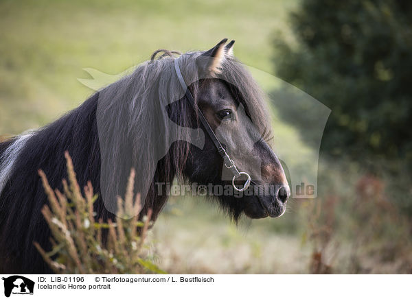 Islnder Portrait / Icelandic Horse portrait / LIB-01196