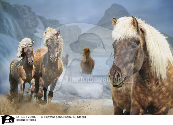 Islnder / Icelandic Horse / SST-20683