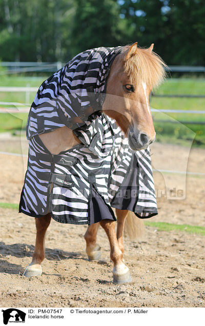 Islnder / Icelandic horse / PM-07547
