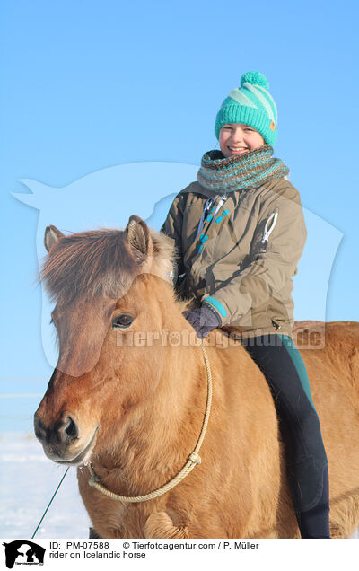 Reiterin auf Islnder / rider on Icelandic horse / PM-07588