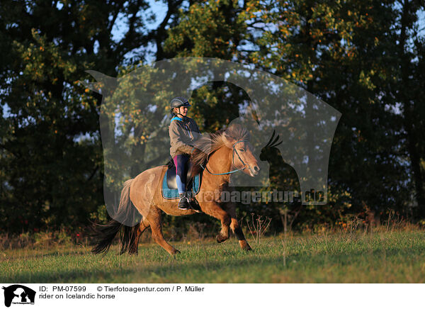 Reiterin auf Islnder / rider on Icelandic horse / PM-07599