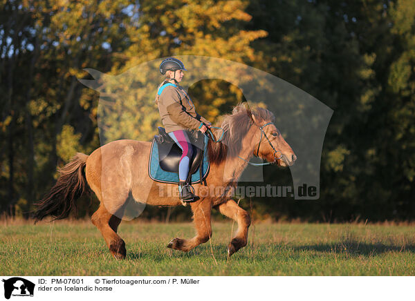 Reiterin auf Islnder / rider on Icelandic horse / PM-07601