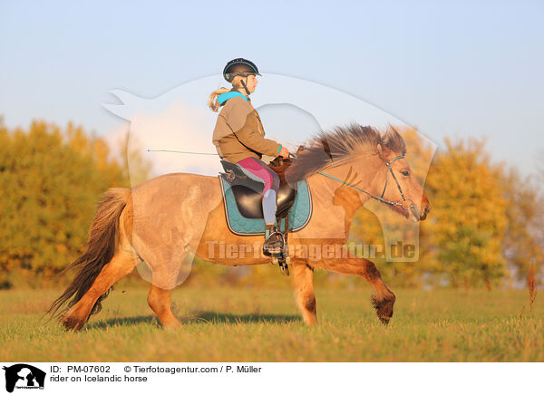 Reiterin auf Islnder / rider on Icelandic horse / PM-07602