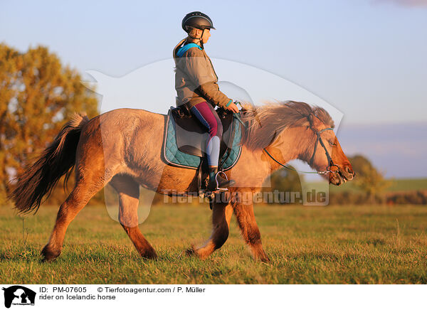 Reiterin auf Islnder / rider on Icelandic horse / PM-07605