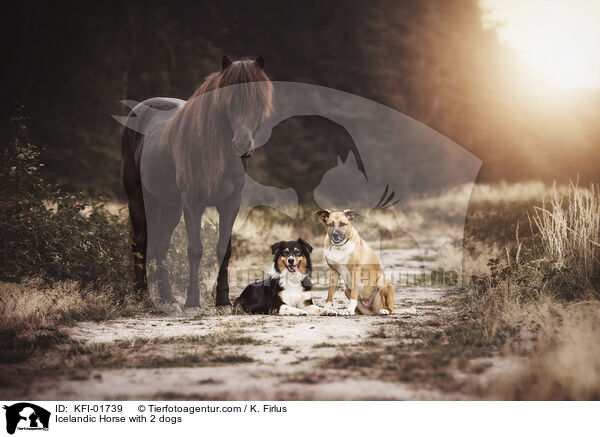 Islnder mit 2 Hunden / Icelandic Horse with 2 dogs / KFI-01739