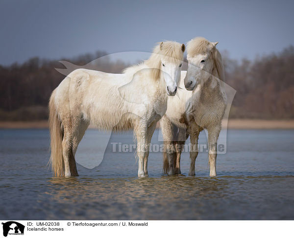 Islnder / Icelandic horses / UM-02038