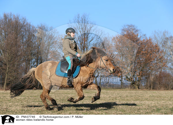 Frau reitet Islnder / woman rides Icelandic horse / PM-07746