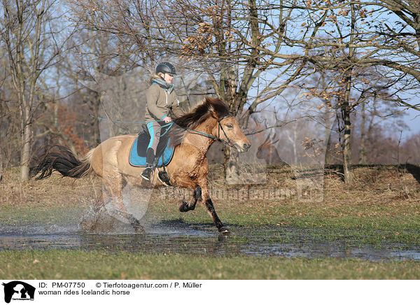 Frau reitet Islnder / woman rides Icelandic horse / PM-07750