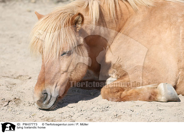 liegender Islnder / lying Icelandic horse / PM-07773