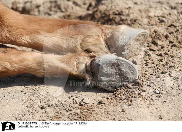 Islnder Hufe / Icelandic horse hooves / PM-07775