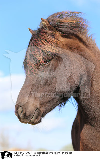 Islnder Portrait / Icelandic horse portrait / PM-07808